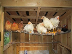 141 populismo y dinerito- gallinero